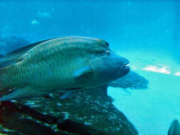 Image of Giant Wrasse