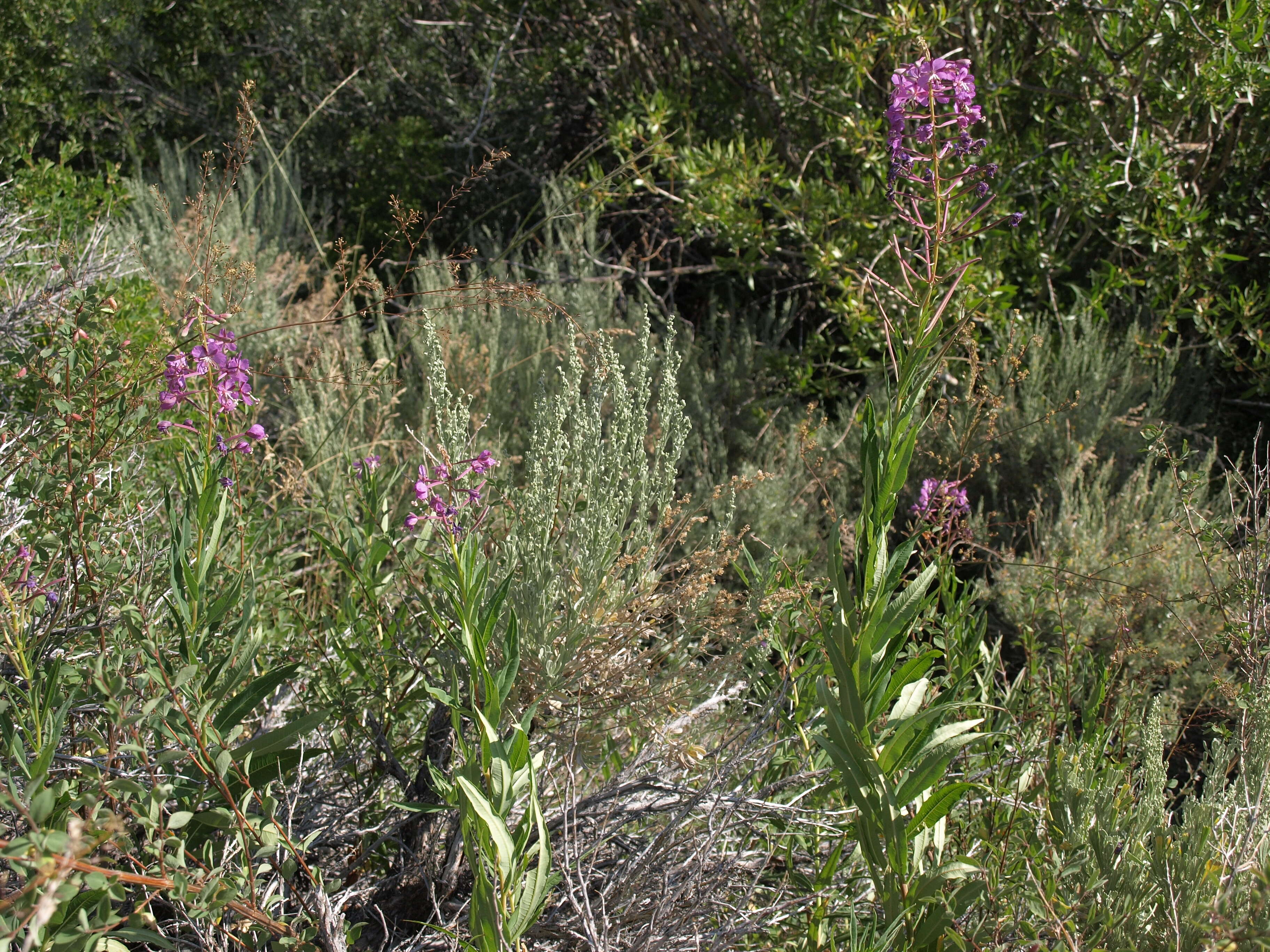 Image of rosebay willowherb