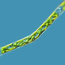 Image of Genicularia spirotaenia