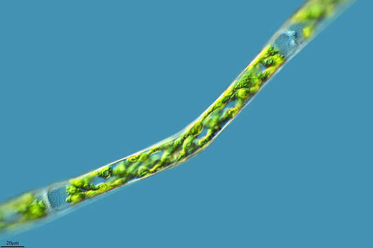 Image of Genicularia spirotaenia