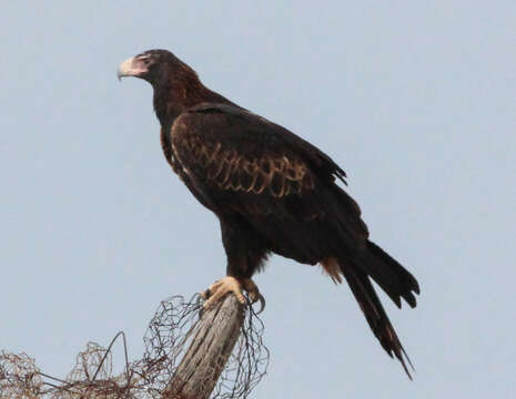 Image of Aquila audax audax (Latham 1801)