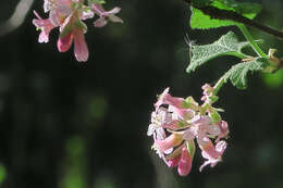 Image of chaparral currant