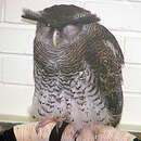 Image of Barred Eagle-Owl