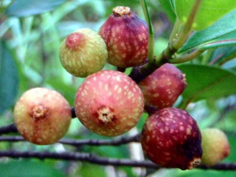 Image of Ficus variolosa Lindl. ex Benth.