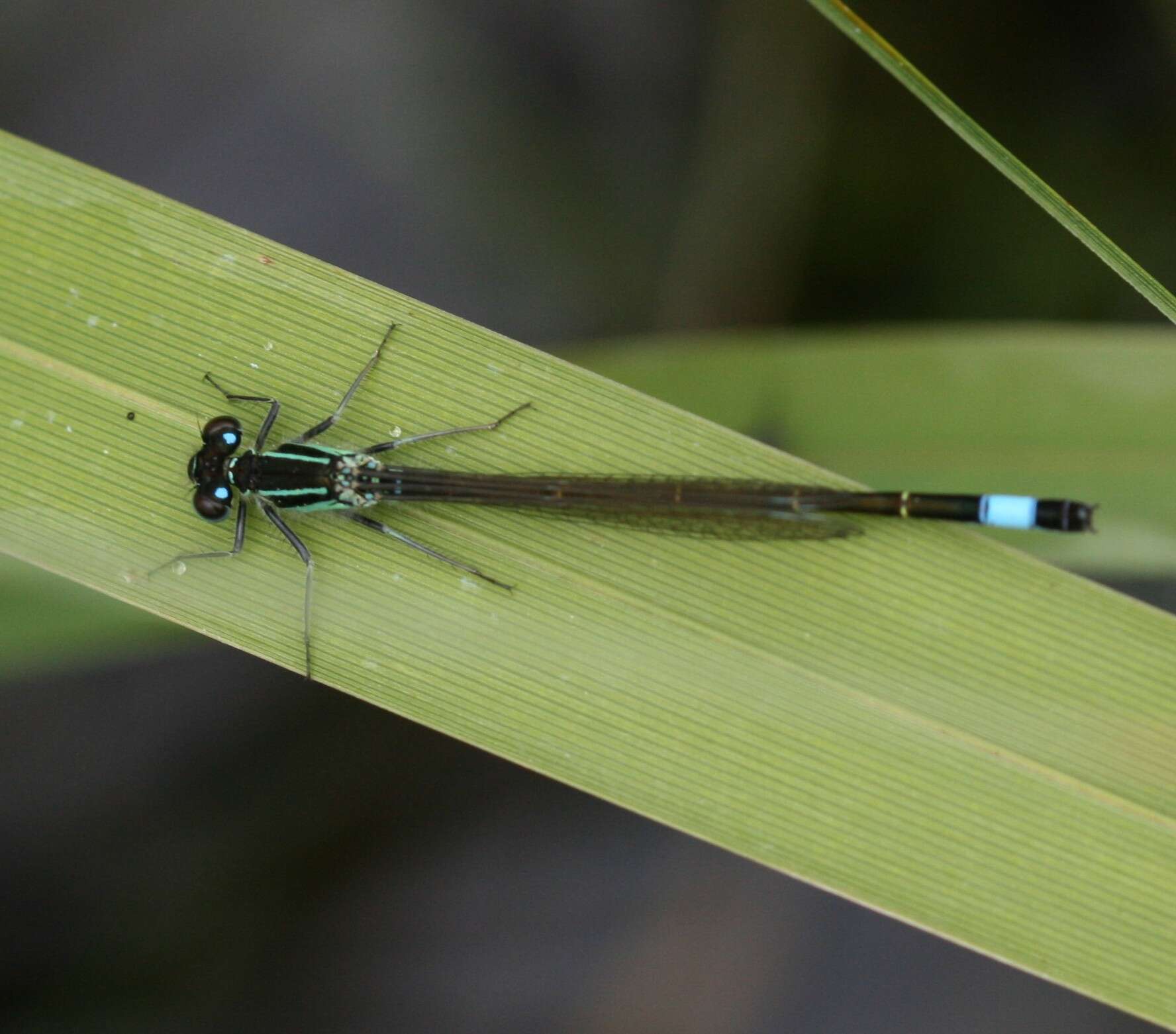 Image of Common Bluetail