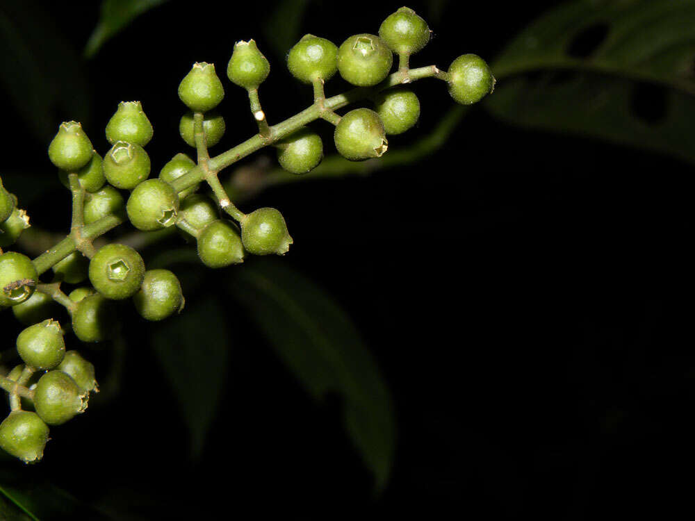 Image of Miconia gracilis Triana