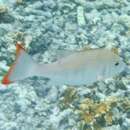 Image of Yellow-banded snapper