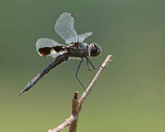 Image of Saddlebags gliders