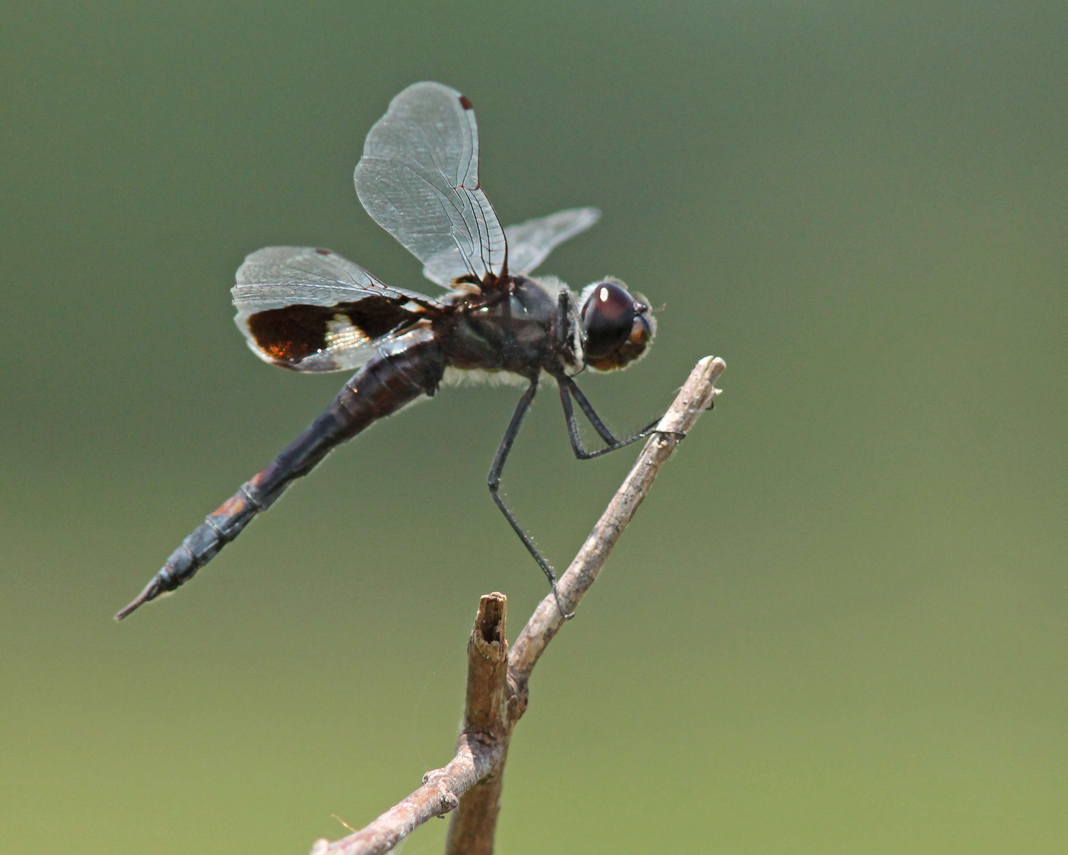 Image of Saddlebags gliders