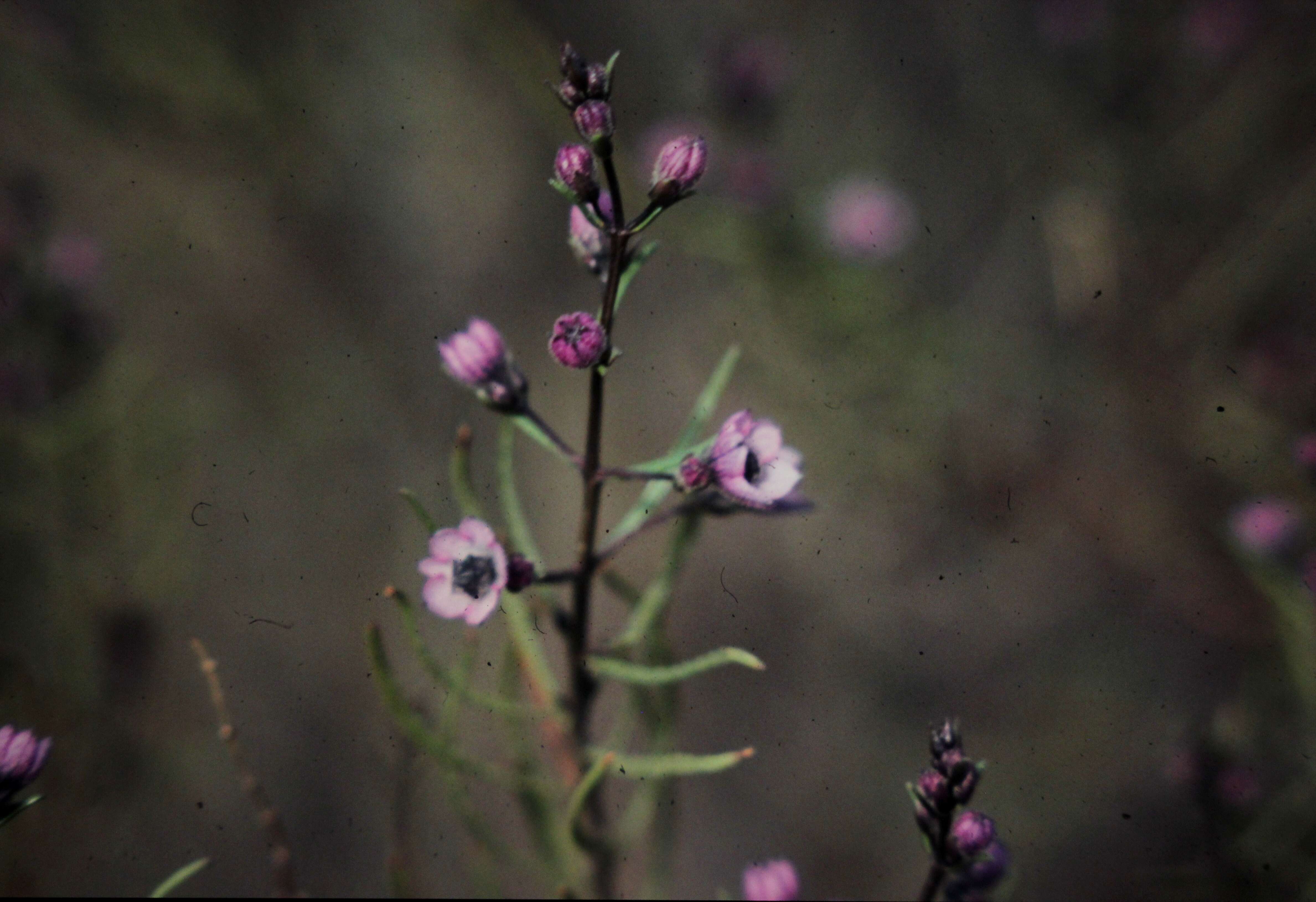 Image of Tinsel Flower