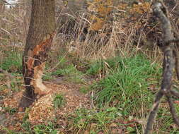 Image of oak