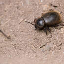 Image of Wooly Darkling Beetle