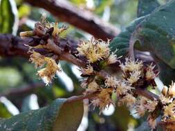 صورة Piptocarpha rotundifolia (Less.) Baker