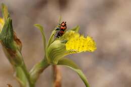 Plancia ëd Chloraea cristata Lindl.