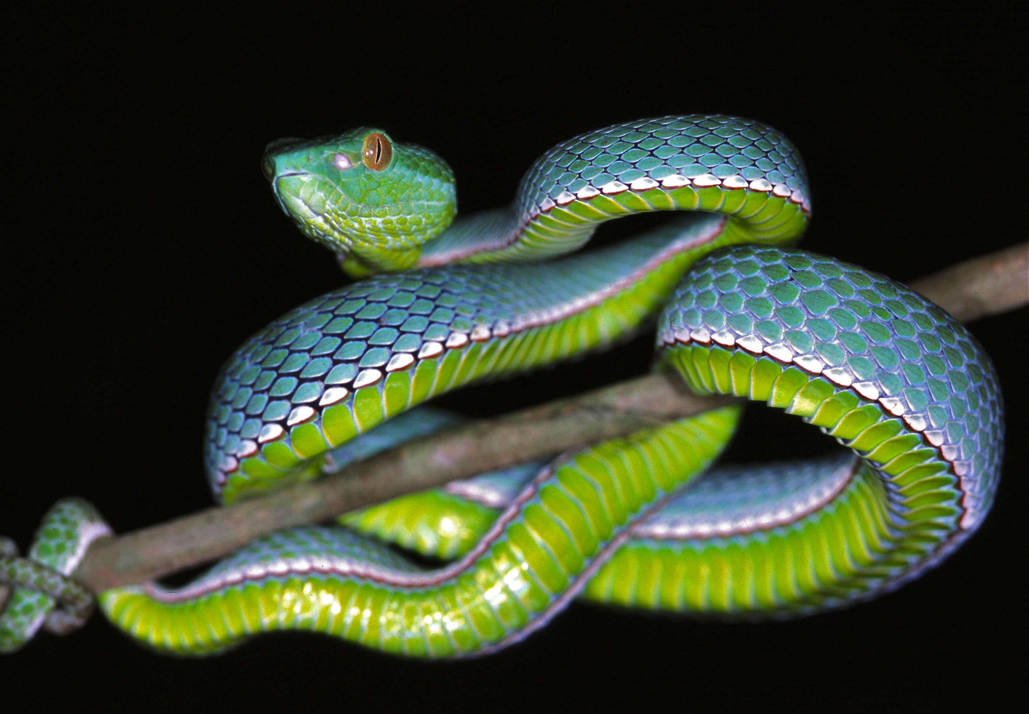 Image of Trimeresurus vogeli David, Vidal & Pauwels 2001