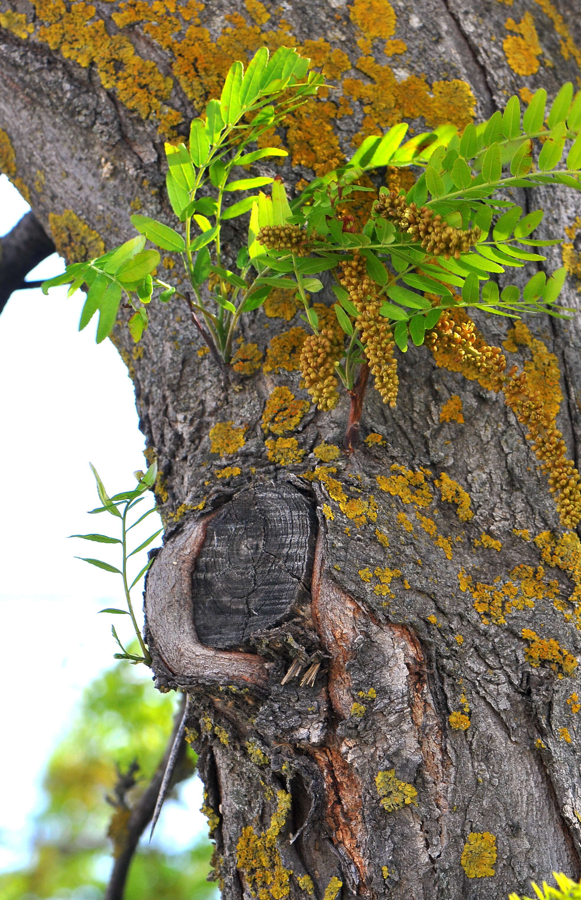 Image of Honey Locust