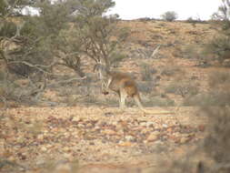 Image of Red kangaroo