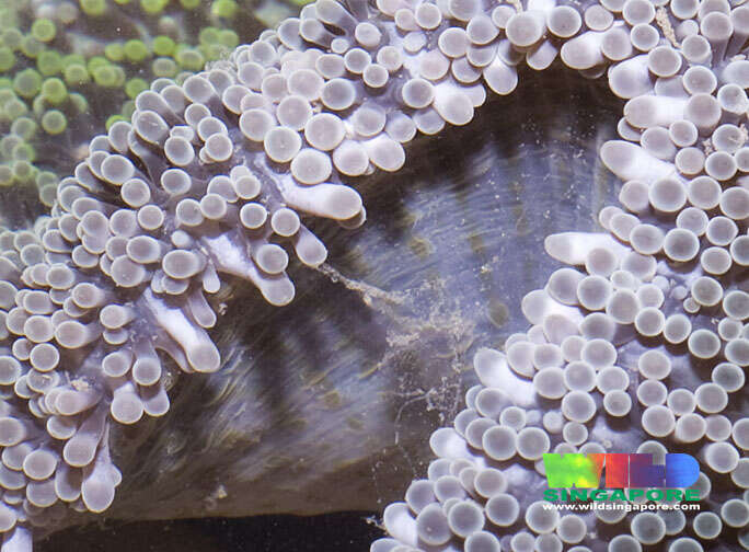 Image of Haddon's Carpet Anemone