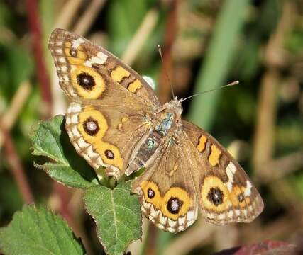 Image of Meadow Argus