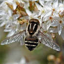 Image of Trichophthalma laetilinea Walker 1857