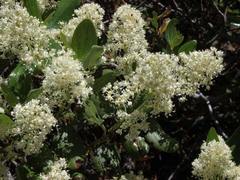 Ceanothus resmi