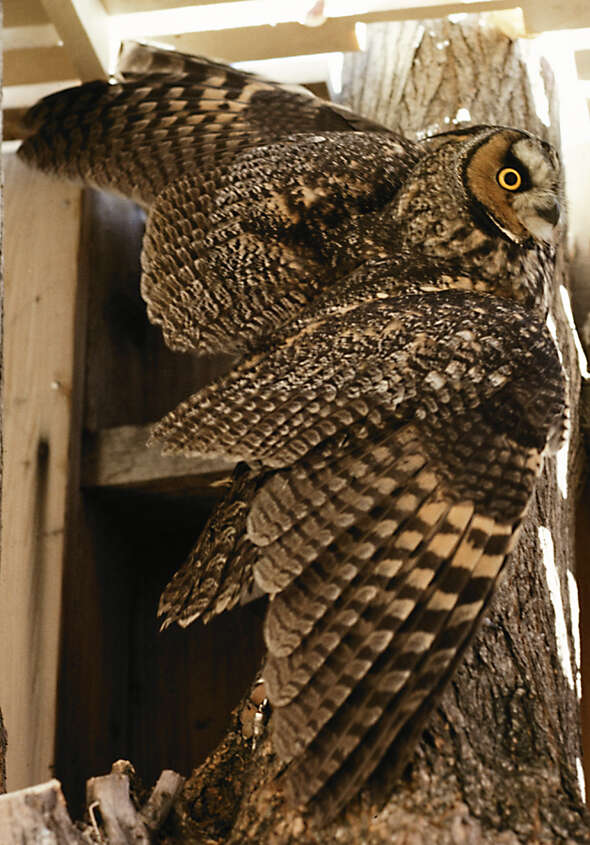 Image of Long-eared Owl