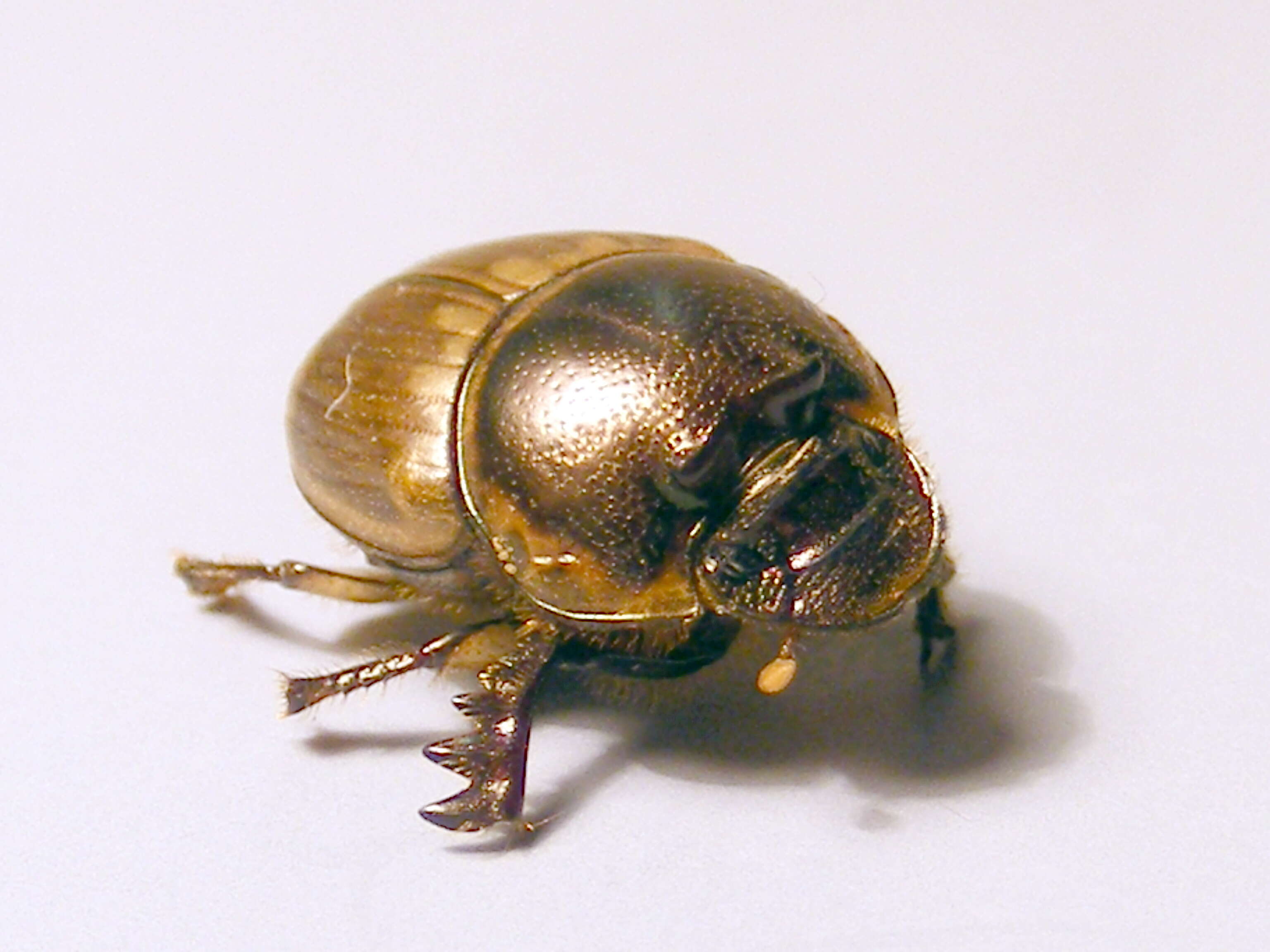 Imagem de Digitonthophagus