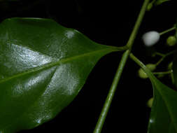 Image of West Indian milkberry