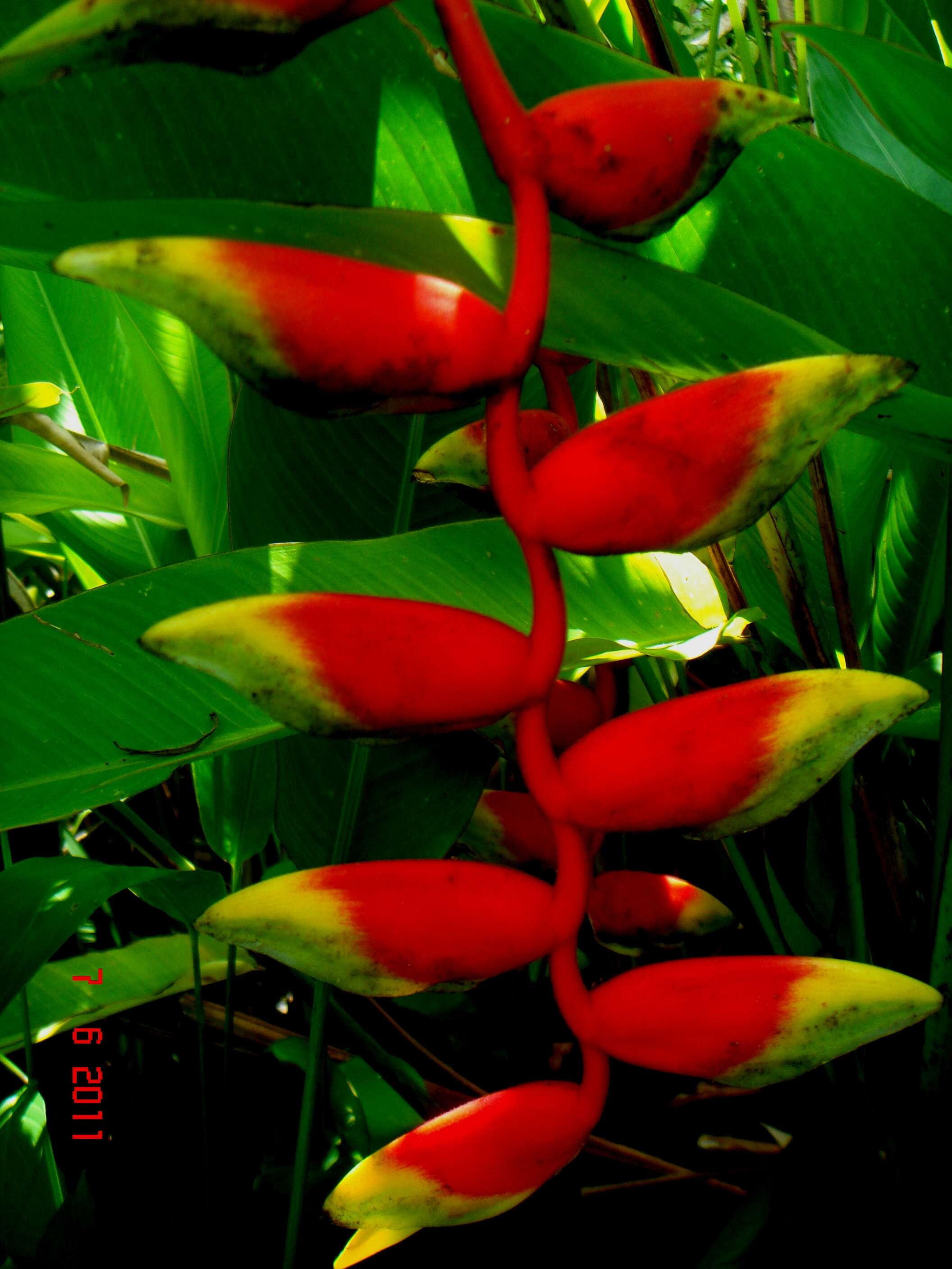 Image of false bird of paradise