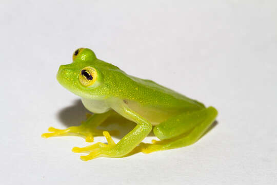 Image of Glass Frogs