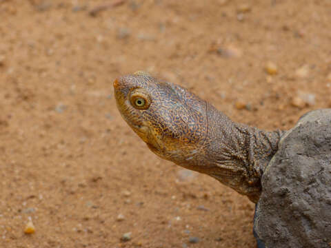 Image of Serrated hinged terrapin