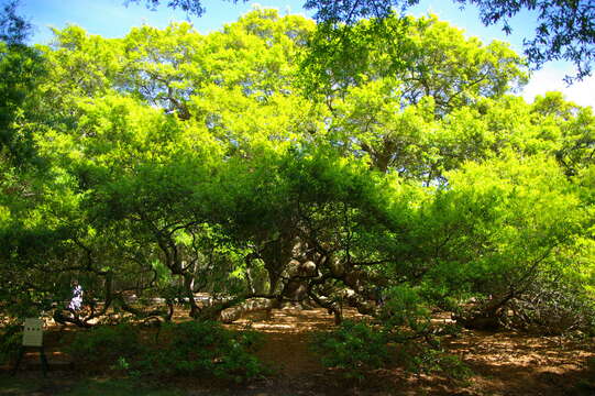 Image of Southern Live Oak