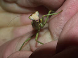 Image of praying mantises
