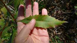 Image of Lomatia ilicifolia R. Br.