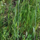 Image of triticale