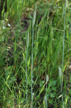 Image of triticale