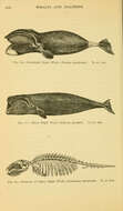 Sivun Eubalaena Gray 1864 kuva