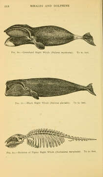 Image of Right whale