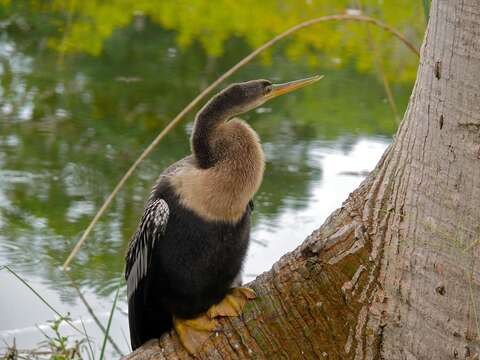 Image of Anhinga