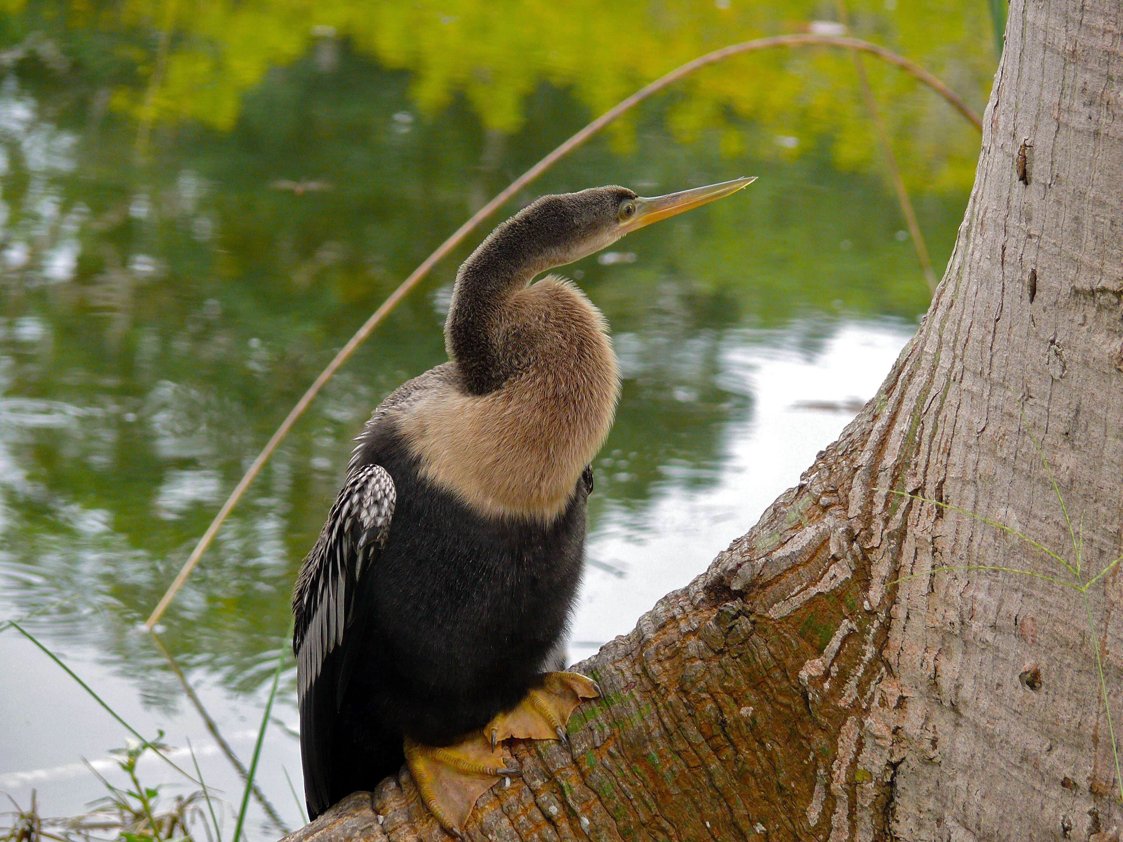 Image of anhingas and darters