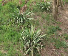 Image of yucca