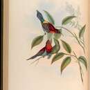 Image of Vigors's Sunbird