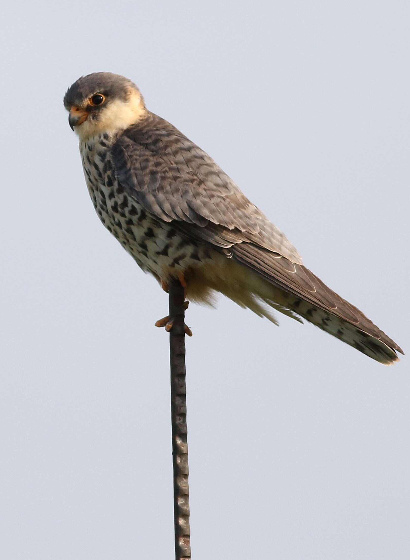 Image of Amur Falcon