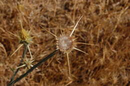 Image of knapweed