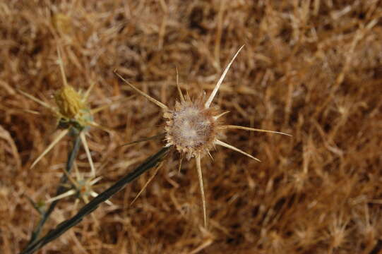 Centaurea solstitialis L. resmi