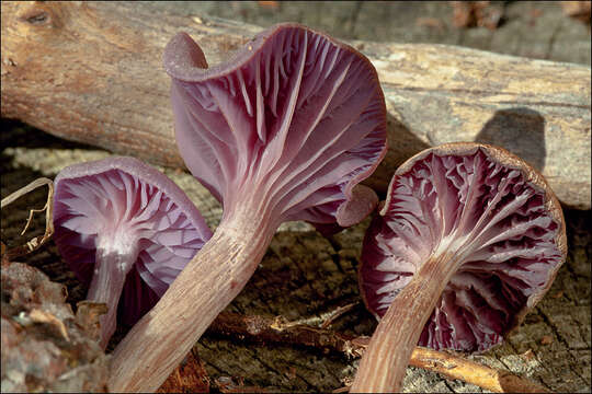 Image of Laccaria amethystina Cooke 1884