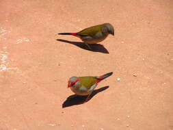 Image of Red-browed Finch