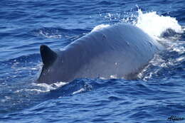 Image of Common Rorqual