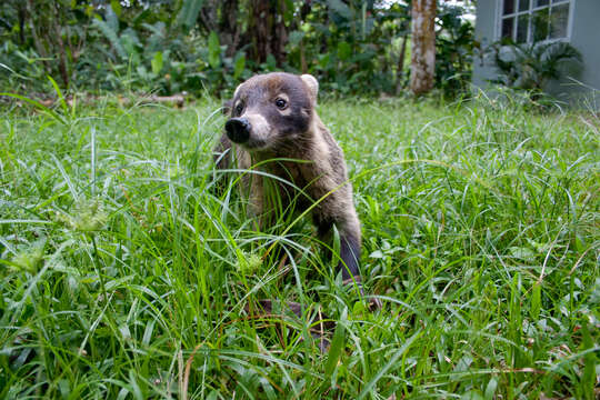 Image of Coati