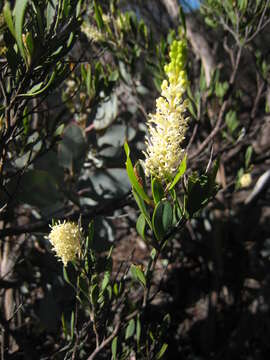 Image of Grevillea shuttleworthiana Meissn.